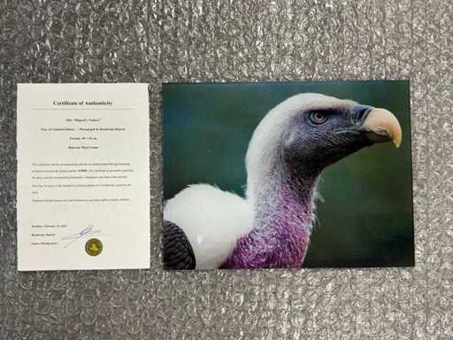 Fotografia "Avvoltoio di Rüppels"
