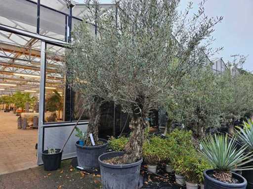 Prachtige olijfboom (Olea europaea) - ongeveer 100 jaar oud - 320 cm