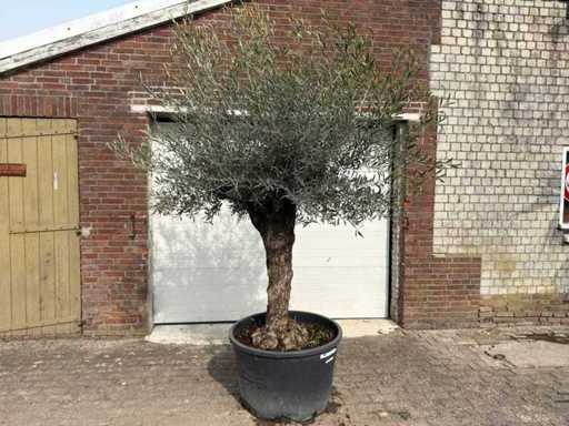 Bonsai d'ulivo - Olea Europaea - circa 80 anni - altezza circa 250 cm
