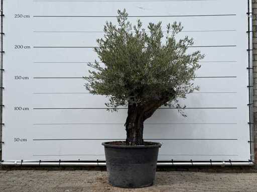 Olijfboom Old Skin - Olea Europaea - ca. 75 jaar oud - hoogte ca. 240 cm