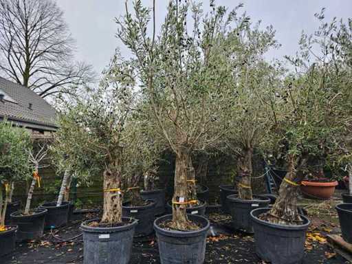 Prachtvoller Olivenbaum (100-120 Jahre) - Mediterraner Solitär