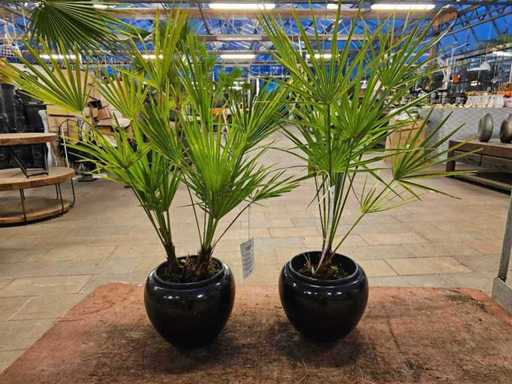 Ensemble de 2 palmiers nains robustes (Chamaerops humilis) dans des pots en céramique noire