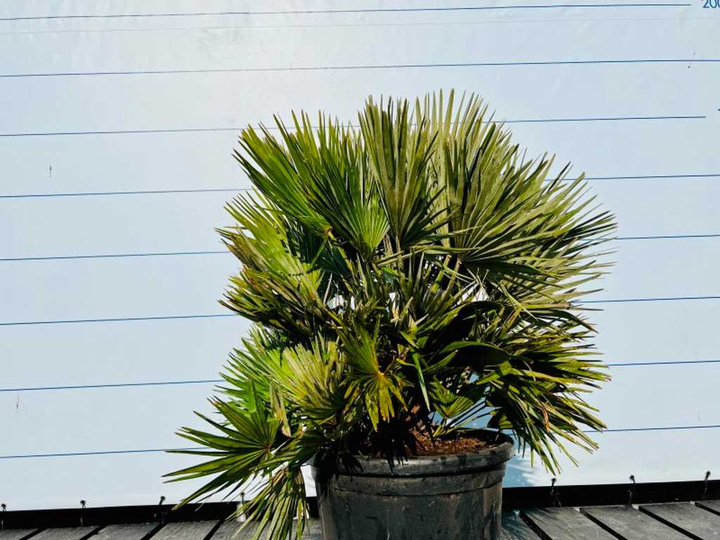 Chamaerops Humilis Vulcano 120cm