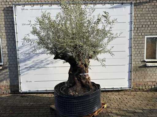 Olive tree bonsai XL - Olea Europaea - approx. 100 years old - height approx. 280 cm