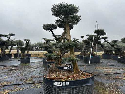 Jubiläums-Olivenbäume – Olea Europea Pom Pom Secolare