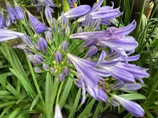 Sierplanten - Agapanthus (x20)