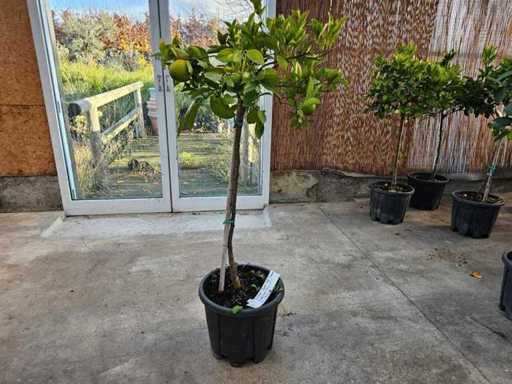Mediterraner Zitronenbaum auf Stamm - Winterhart bis -7°C