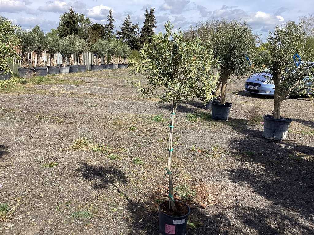 Olivenbaum (Winterhart, Fruchttragend)