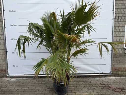 Mexicaanse waaierpalm meerstammig - Washingtonia Robusta - hoogte ca. 230 cm