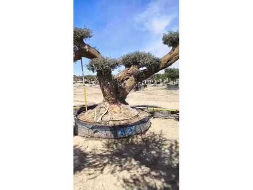 VIDEO-2026-03-18-11-48-33.mp4