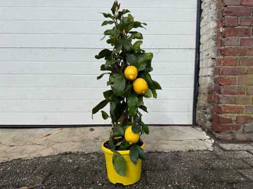 Piramida de lămâie - Fructe / Pom fructifer - Limon citric - Înălțime aprox. 60 cm 