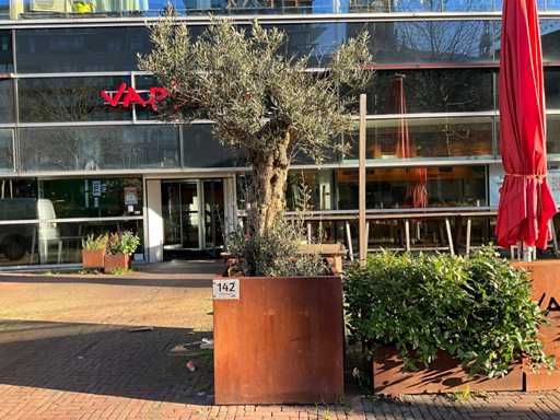 Metalen Plantenbak met boom