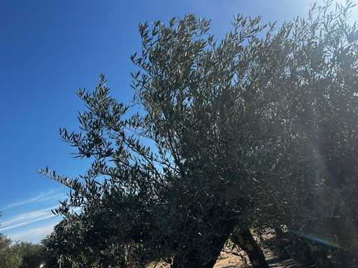  OLEA EUROPEA SECOLARE  