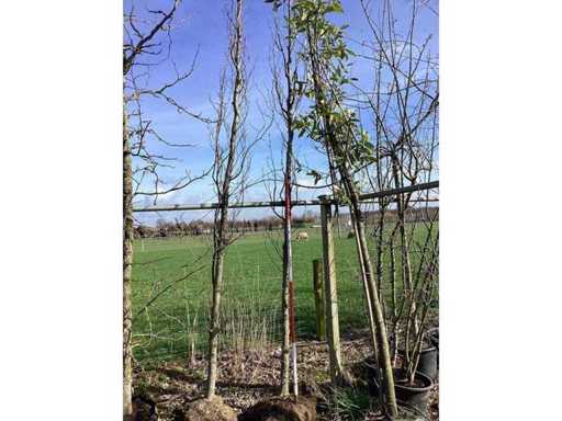 Groene beuk - Vormboom