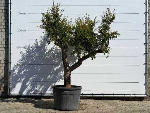 Pomegranate M - Punica Granatum M - height approx. 230 cm