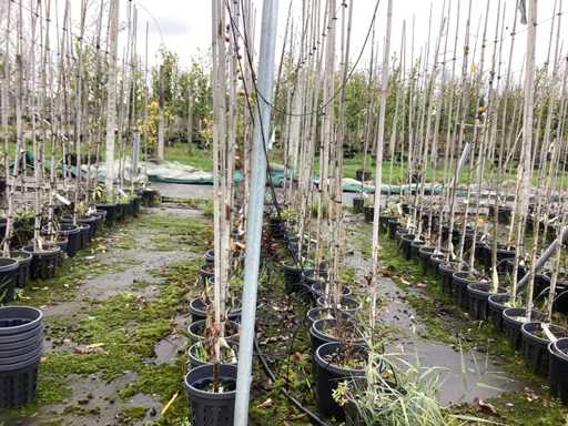 Ró?ne gatunki - Drzewo ozdobne (35x)