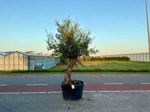 Olijfboom (Olea Europaea Lessini)