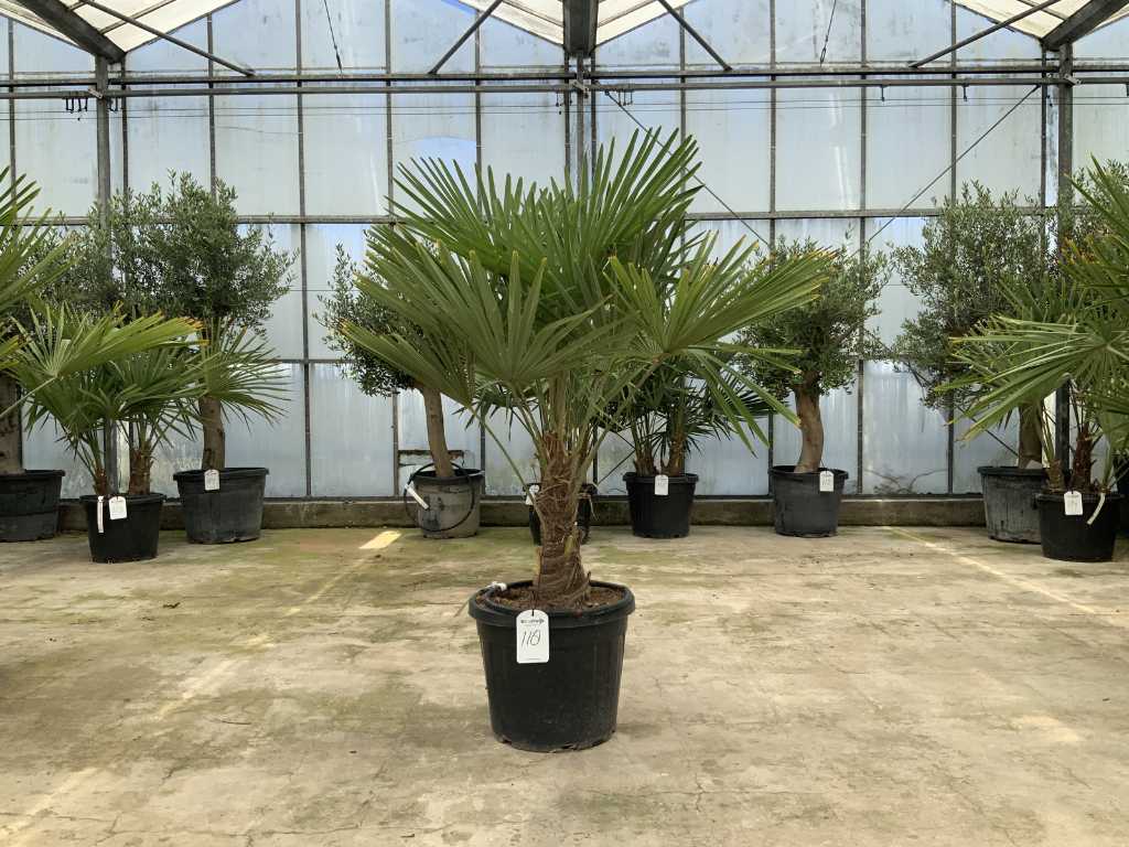 palma (Trachycarpus Fortunei)