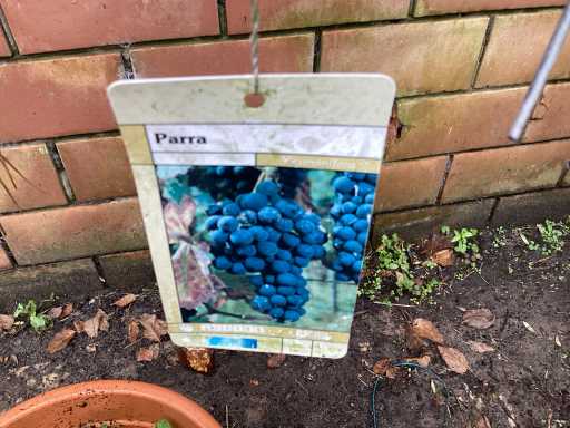 Assortiment bomen - Druiven - Vijgen - Olijf - Limoen (x4)