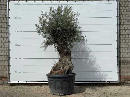 Bonsai d'ulivo - Olea Europaea - circa 80 anni - altezza circa 280 cm