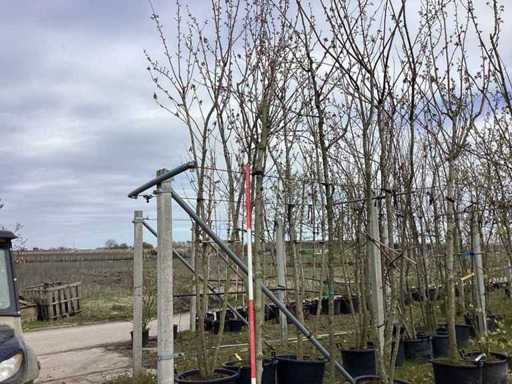 Platan - Copac cu formă