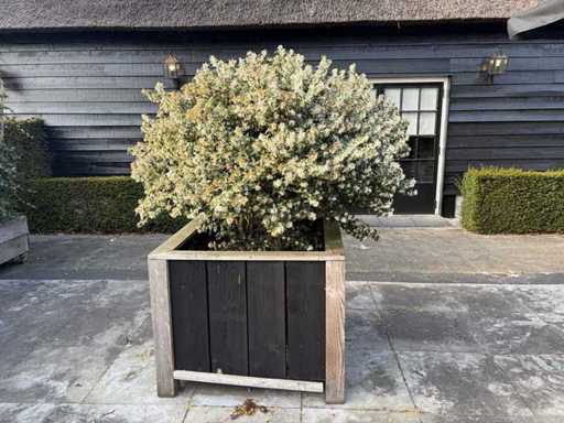 Jardinier cu Osmanthus Burkwoodii cu mai multe tulpini