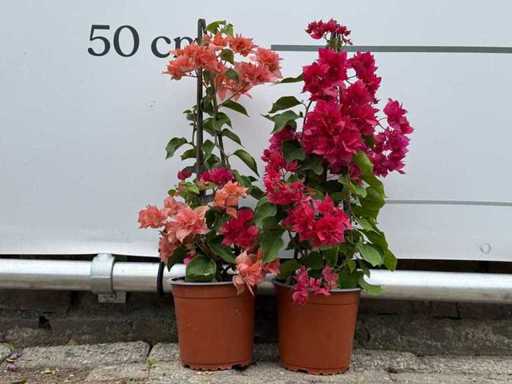 2x Bougainvillea pyramid mix - Bougainvillea Pyramid Mix - height approx. 50 cm
