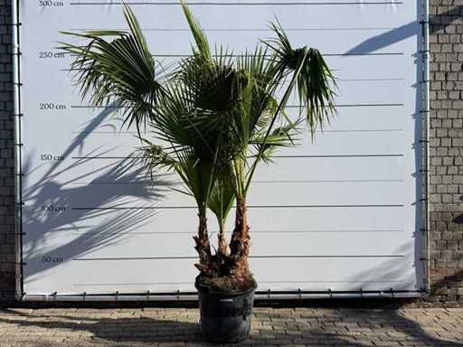 Palma a ventaglio messicana a più steli - Washingtonia Robusta - altezza circa 250 cm