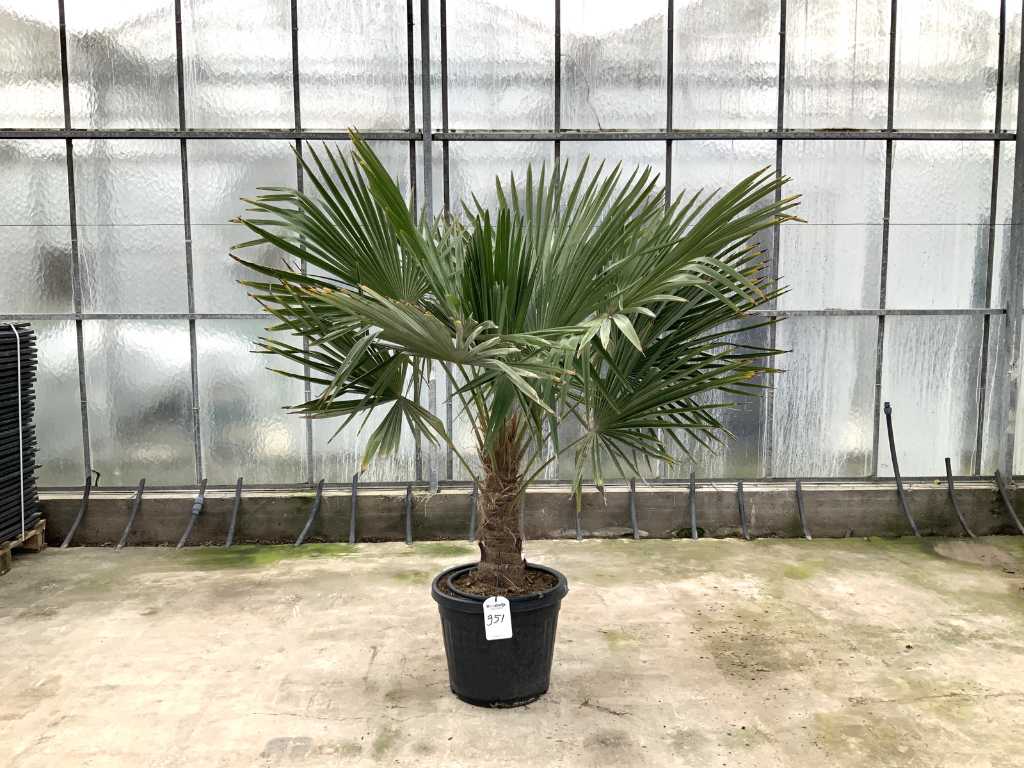 palm tree (Trachycarpus Fortunei)