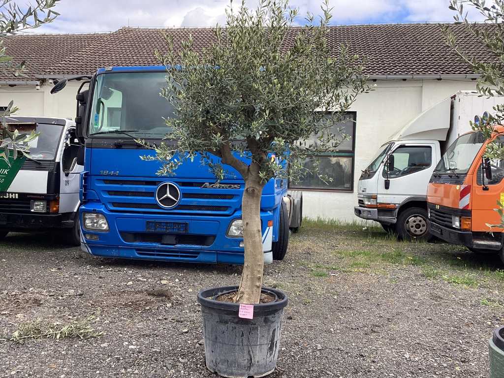 Drzewo oliwne (mrozoodporne)