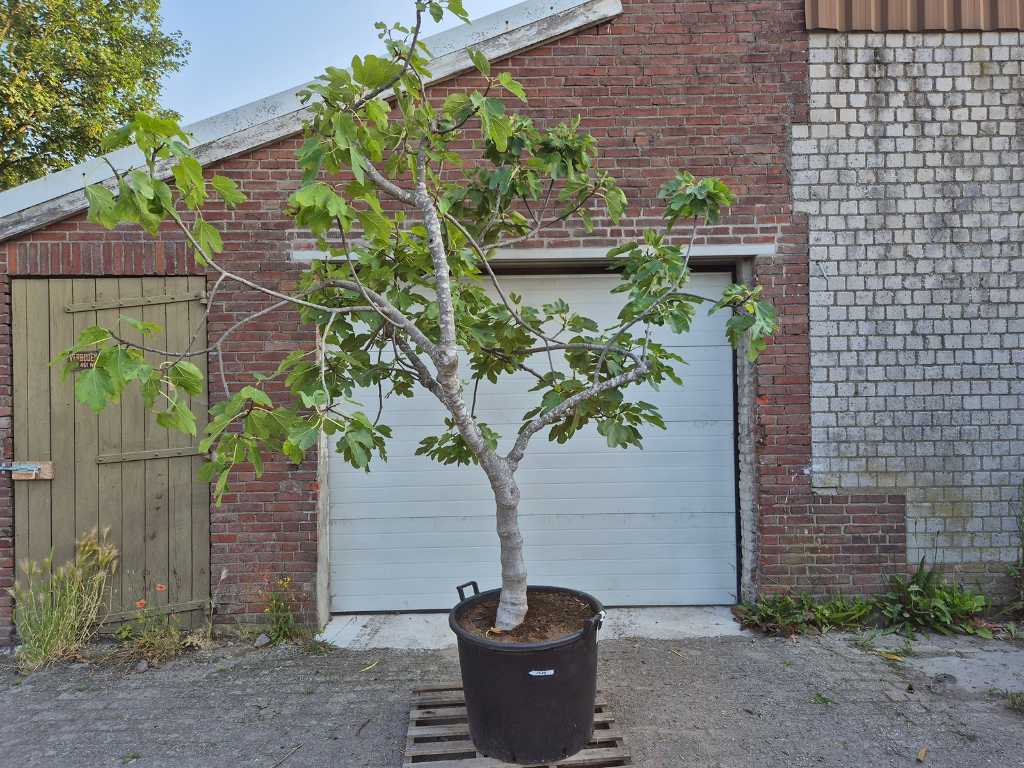 Vijgenboom - Ficus Carica - Vrucht- / fruitboom - hoogte ca. 300 cm