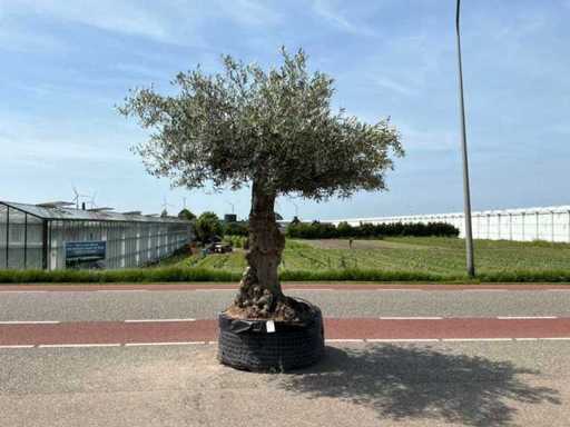 Olivier (Olea Europaea Lessini)