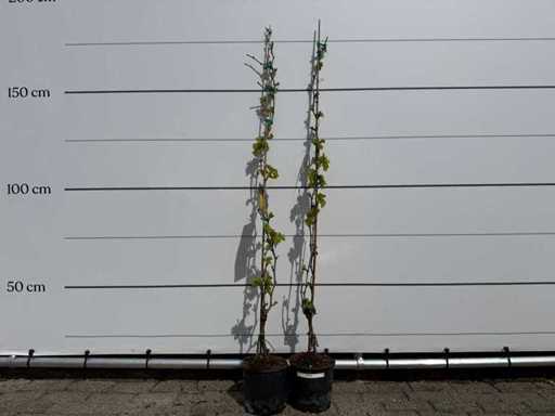 2x Traubenpflanze – Vitis Vinifera – Höhe ca. 160 cm