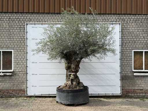 Bonsai d'ulivo XL - Olea Europaea - circa 150 anni - altezza circa 280 cm