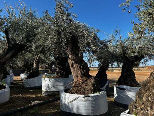  OLEA EUROPEA SECOLARE  