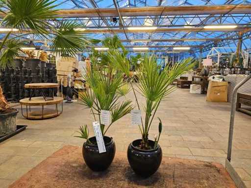 Set of 2 Chamaerops Humilis Dwarf Palms - Hardy & Decorative