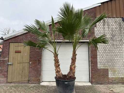 Mexican Fan Palm - Washingtonia Robusta - Height approx. 300 cm