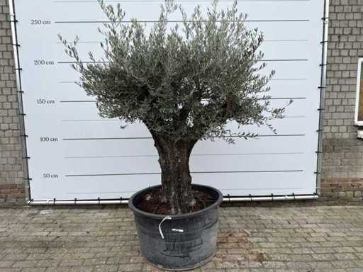 Olijfboom Old Skin - Olea Europaea - 100 jaar oud - hoogte ca. 220 cm