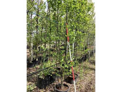 Carpido - Albero a più steli