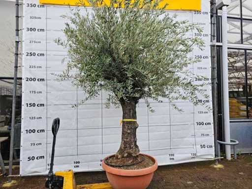 Prachtvoller Olivenbaum Bonsai - 110 Jahre alt - 300 cm Solitär