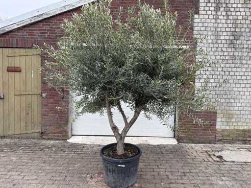 Ulivo Andalusia XL - Olea Europaea - 75 anni - altezza circa 250 cm