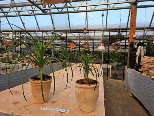 Set van 2 olifantenvoeten (Beaucarnea) in terracotta potten