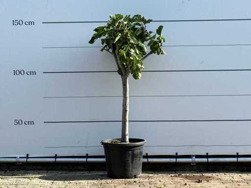 Figuier tronc bas XL - Ficus Carica - hauteur environ 150 cm