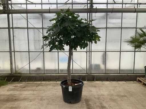 Figowiec (Ficus carica)