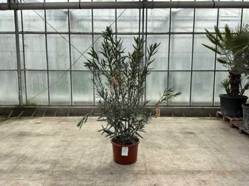 Nerium Oleander Pink