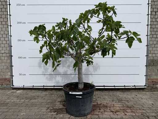 Feigenbaumstandard – Ficus Carica – Höhe ca. 200 cm