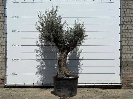 Măslin Trunchi bătrân - Olea Europaea - aprox. 75 de ani - înălțime aprox. 240 cm