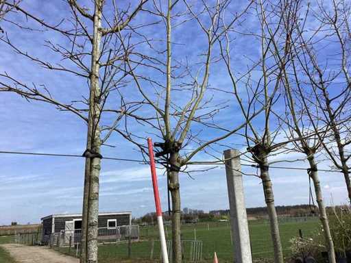 Platano - Albero del tetto