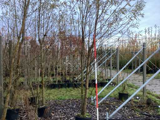 Wierzba Pollard – drzewo parkowe (4x)