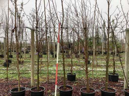 Słodka guma – Ozdobne drzewko (3x)